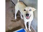 Adopt Tundra a Australian Cattle Dog / Blue Heeler