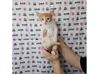 Adopt Sky Train a American Shorthair, Domestic Short Hair