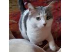 Adopt Rodrick bonded with Rachel--Soft and sweet! Adoption fee $50 for the pair!