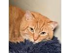 Adopt Matter a Domestic Short Hair