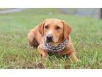 Adopt Ross - Adoptable a Labrador Retriever, Mixed Breed
