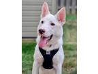 Adopt Ice a Shepherd, Husky