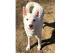 Adopt Nippy a Shepherd, Husky