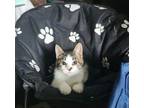 Adopt Dominnow a American Shorthair