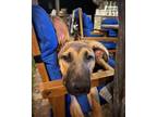 Adopt Chandler a German Shepherd Dog, Labrador Retriever