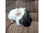 Adopt Fred a Guinea Pig