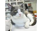 Adopt Darius a Domestic Short Hair