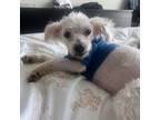 Adopt Billy Jean a Poodle