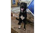 Adopt Malcolm a Shepherd