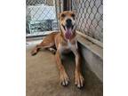 Adopt Preston a Shepherd