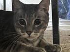 Adopt Bumper a Domestic Short Hair, Tabby
