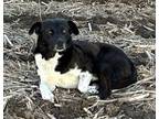 Adopt Gully (Mutt Mutt) a Mixed Breed
