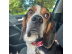 Adopt Owen a Beagle, Basset Hound