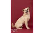 Adopt Pupperoni a Australian Cattle Dog / Blue Heeler, Great Pyrenees