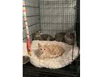 Adopt Comet a Domestic Short Hair