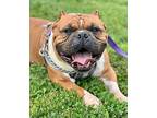 CAVALLI American Pit Bull Terrier Adult Male