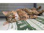 King Louie Domestic Shorthair Young Male