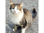 Bernie Domestic Mediumhair Young Male
