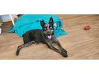 Rip Australian Cattle Dog Young Male