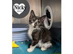 Nikki Domestic Shorthair Kitten Male