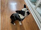 Chapo Boston Terrier Young Male