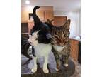 Samson Domestic Shorthair Senior Male
