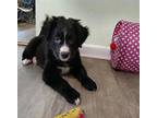 Toby Border Collie Puppy Male