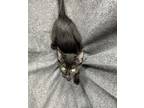 Oblina Domestic Shorthair Kitten Female
