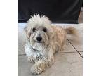 Biscuit Maltese Puppy Male