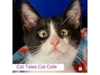 Adopt Nutkin a Domestic Short Hair