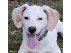 Foghorn Jack Russell Terrier Young Male