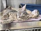Samwise Domestic Shorthair Kitten Male