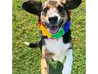 Sable Beagle Puppy Female