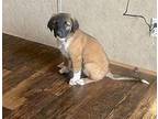 Cher Anatolian Shepherd Puppy Female
