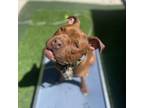 Adopt Pig a Boxer, Pit Bull Terrier