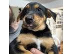 Adopt Harry a German Shepherd Dog