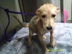 Adopt Frodo a Shepherd, Husky