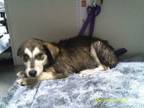 Adopt Mojo a Shepherd, Husky