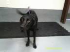 Adopt Zebediah a Chesapeake Bay Retriever, Labrador Retriever