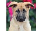 Hunter von Erlabrunn German Shepherd Dog Puppy Male