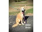 Adopt Dean a Husky