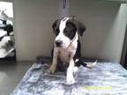 Adopt Funko a Staffordshire Bull Terrier