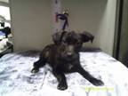 Adopt Alf a Staffordshire Bull Terrier