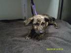 Adopt Stubbs a Staffordshire Bull Terrier