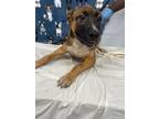 Adopt George a Shepherd, Terrier