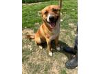 Adopt Astro a Shepherd, Terrier