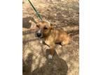 Adopt Elroy a Shepherd, Terrier
