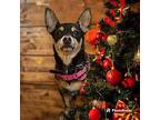 CAMELLA Chihuahua Adult Female