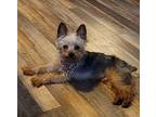 Sonny Yorkie, Yorkshire Terrier Young Male