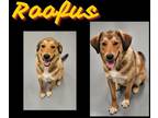 Adopt Roofus a Shepherd, Mixed Breed